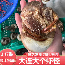 Dalian Seafood Sea Cargo Sea Catch Fresh Live Large Shrimp Monster With Shell Big Sea Monster Edible Consignment Crab 3 Catty