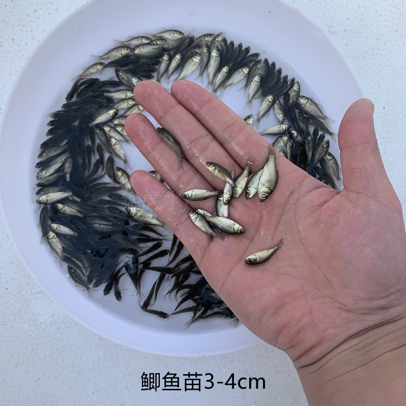 淡水白鲫鱼苗银鲫高背鲫土鲫鱼大板鲫中科3号5鲫鱼养殖饲料鱼活体-图1