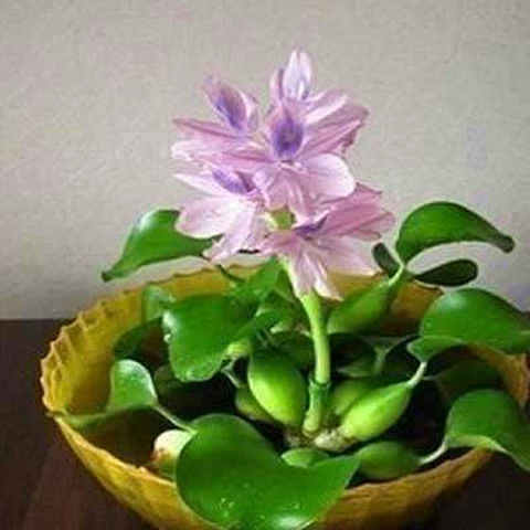 浮草植物 新人首單立減十元 22年10月 淘寶海外