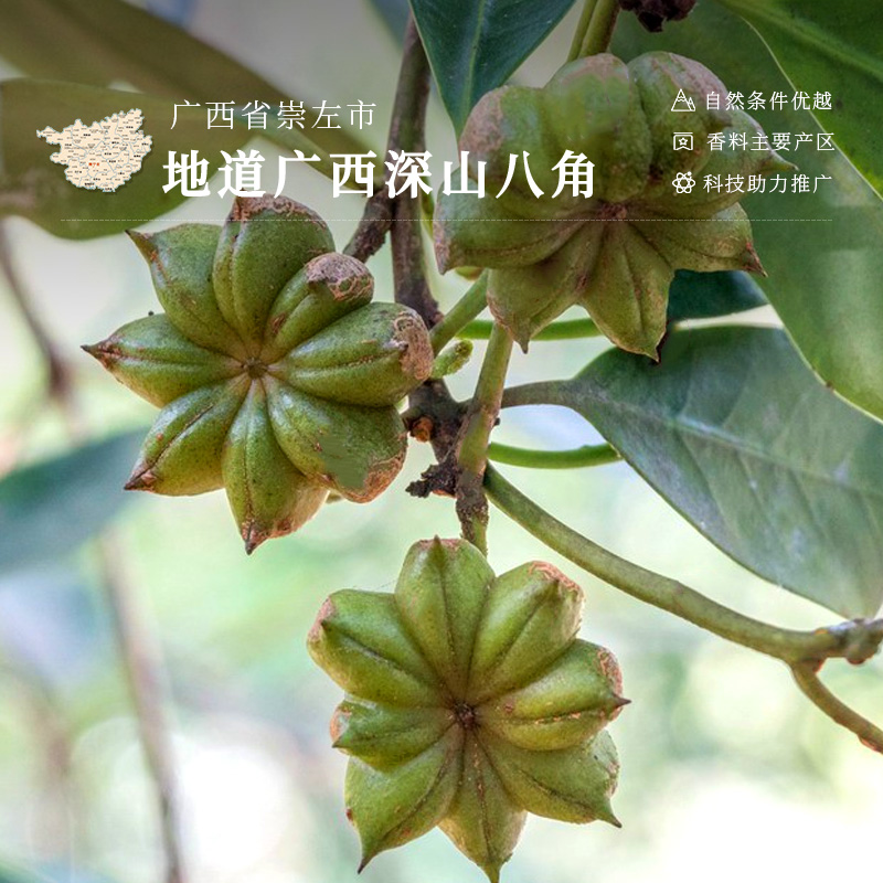 八角500g广西大红八角大茴香足干无硫大料大果卤料香料调料炖肉料-图3