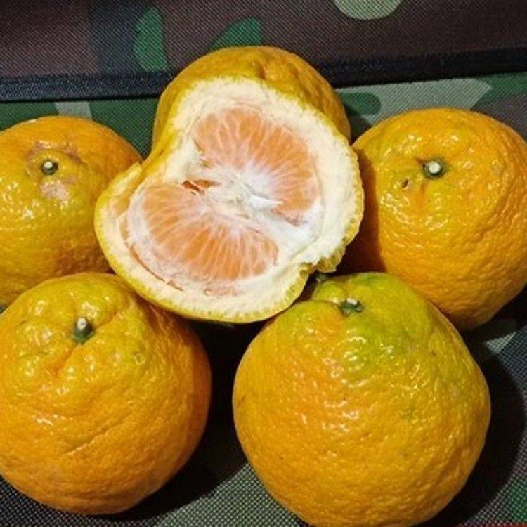 果树苗欧柑树苗农家瓯柑苦橘新鲜有机水果柑橘苗降火正宗苦柑苗,淘宝优惠券,粉丝福利购,淘宝优惠卷