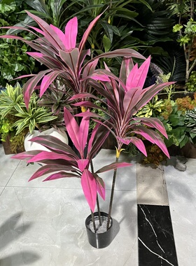 仿真绿植巴西木假植物红叶朱蕉
