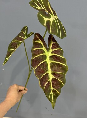 黑天鹅海芋叶孔雀叶仿真树叶植物造景装饰品园林绿化芋头叶