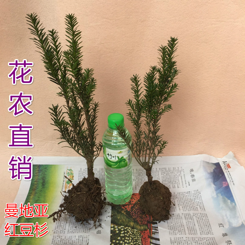 正宗曼地亚红豆杉小苗红豆杉树苗东北红豆杉小苗南方苗圃基地发货 - 图3