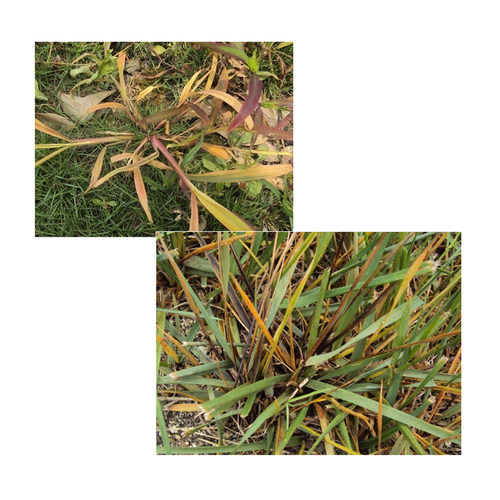 润德福方结缕草马尼拉狗牙根草坪除杂草马唐地锦香附子马齿苋稗草 - 图1