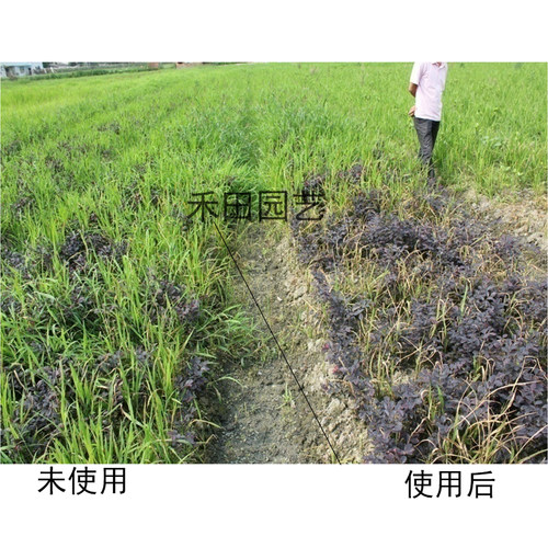 禾本科杂草除草剂国光均合迪农药花苗木苗圃花海除杂草马唐狗尾草 - 图1