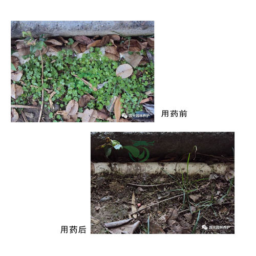 国光难锄 三氯吡氧乙酸丁氧基乙酯 除阔叶杂草杂灌 草坪除草剂 - 图2