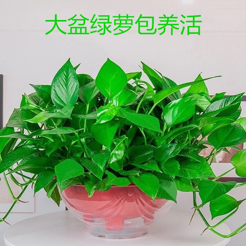 大叶绿萝盆栽室内长藤垂吊植物大盆绿箩吸除甲醛吊兰水培花卉绿植 - 图1