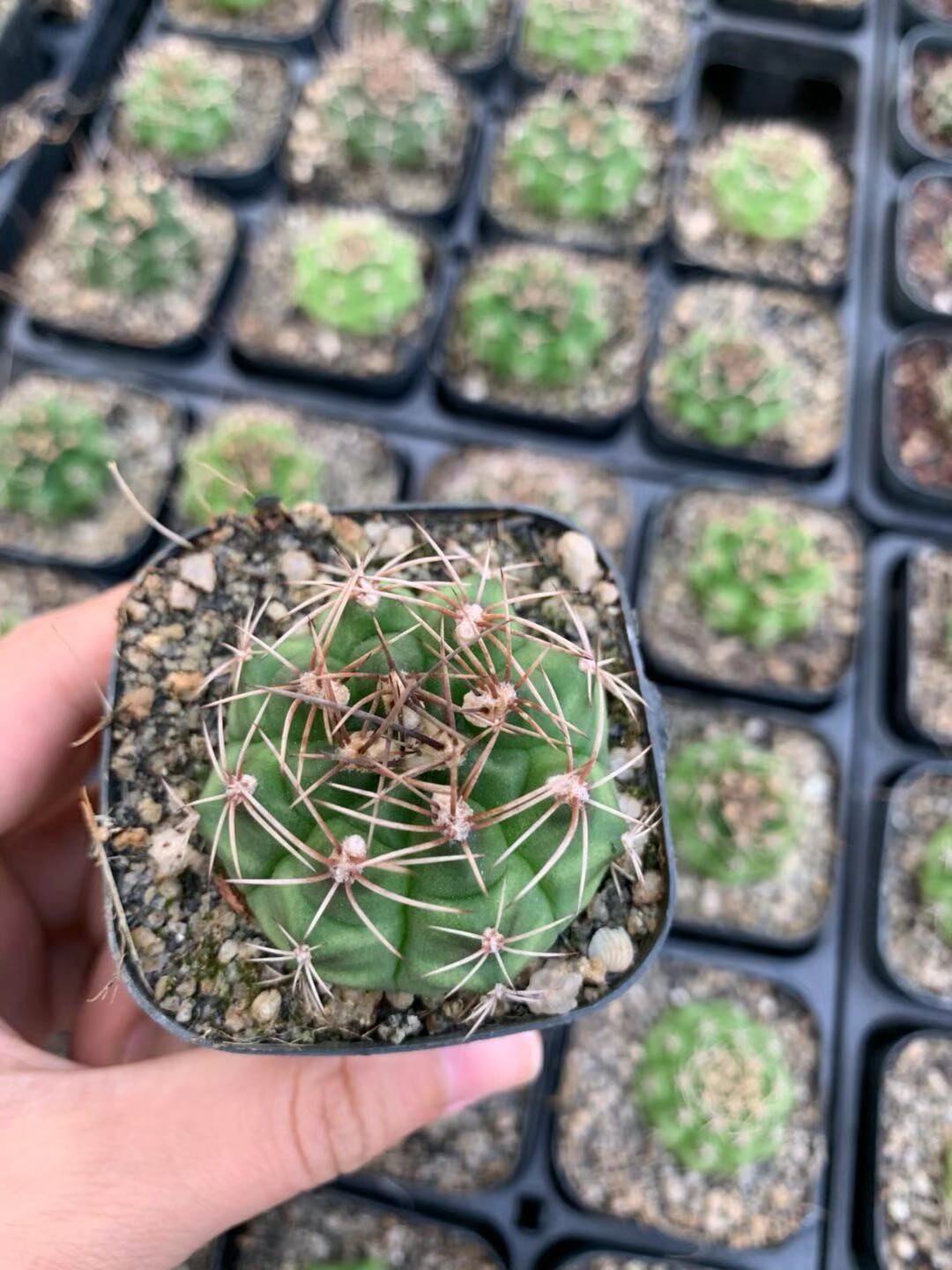 四海园艺 翠晃冠锦仙人球多肉植物裸萼球属