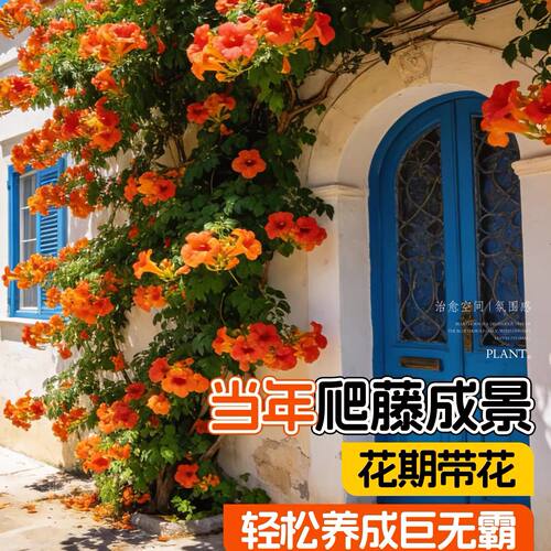 耐寒凌霄花苗爬藤植物四季开花卉大苗绿植盆栽庭院阳台炮仗花紫藤 - 图1