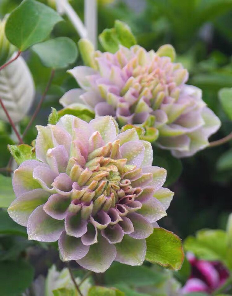 铃兰家|  琉璃 铁线莲当年开花爬藤花苗花期长阳台植物盆栽包对版
