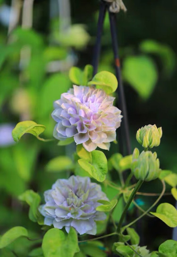 铃兰家|  琉璃 铁线莲当年开花爬藤花苗花期长阳台植物盆栽包对版