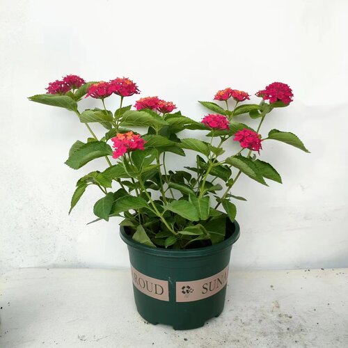五色梅盆栽马樱丹爱开花耐热好养多年生木本植物阳台庭院楼顶花卉 - 图0