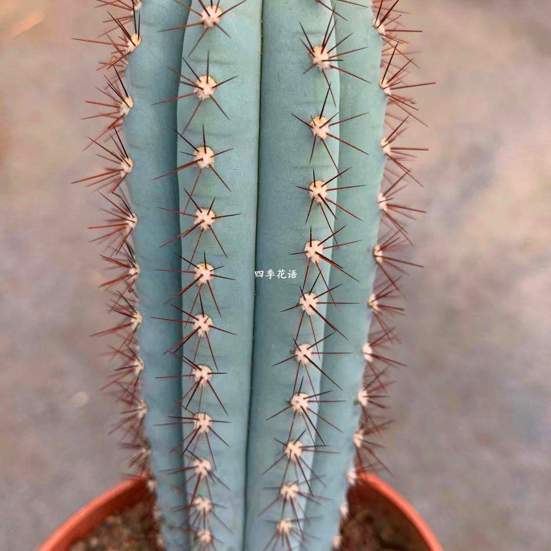 四季花语蓝色鸡腿柱蓝色仙人柱仙人柱仙人掌植物多肉植物盆栽 搜又搜