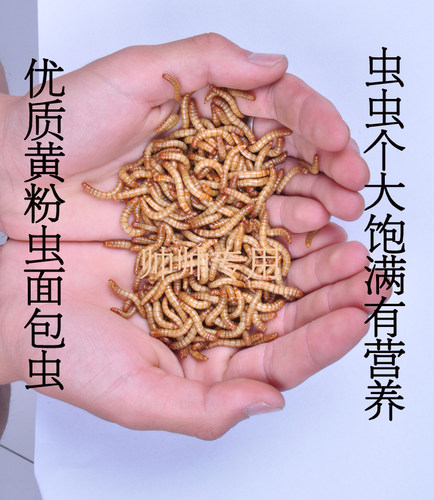 面包虫活体 黄粉虫活虫鲜活虫种虫金龙鱼石蛙仓鼠蜥蜴画眉鸟饲料 - 图2