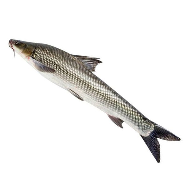 Live fish Chongqing fishery cod fry freshwater culture