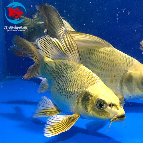 台湾熊猫鲤 古黄金龙蝶鲤龙凤锦鲤淡水冷水金鱼活体蝴蝶鲤长尾 - 图1