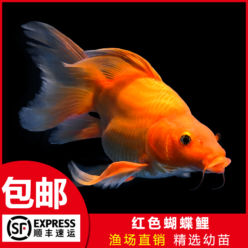 火红蝴蝶鲤大鳍长尾冷水鱼球体锦鲤红色龙蝶鲤观赏鱼苗好养活体 庄汇锦鲤 淘优券
