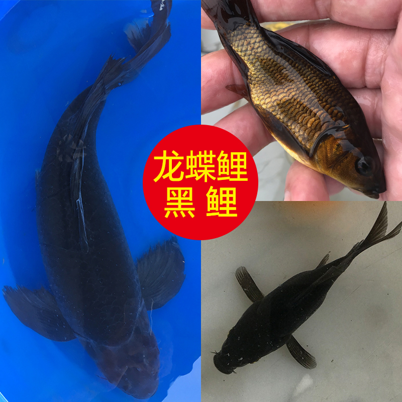 纯种新款龙蝶鲤锦鲤观赏鱼金鱼淡水冷水鱼龙凤蝴蝶鲤活体包邮 - 图0