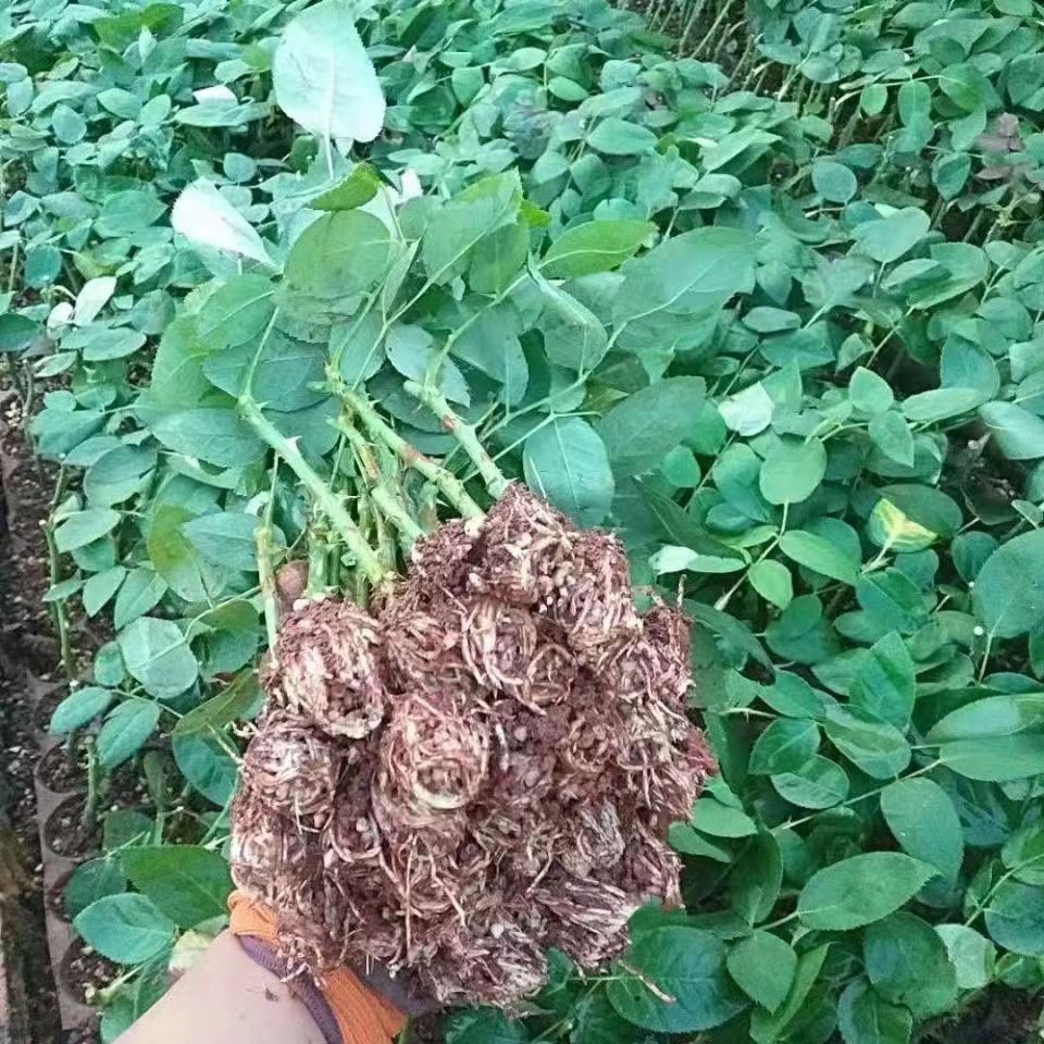 玫瑰花苗树苗月季小苗大花四季开花花卉植物特大花月季花苗扦插苗 - 图2