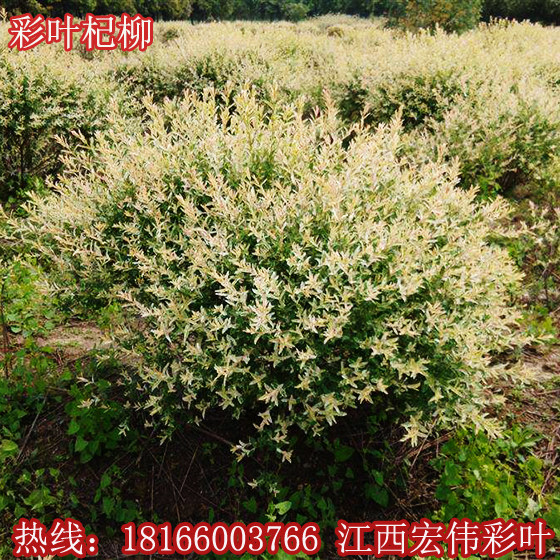 庭院小灌木植物有哪些,10种庭院最佳的花灌木,小灌木植物有哪些室外(第10页)_大山谷图库