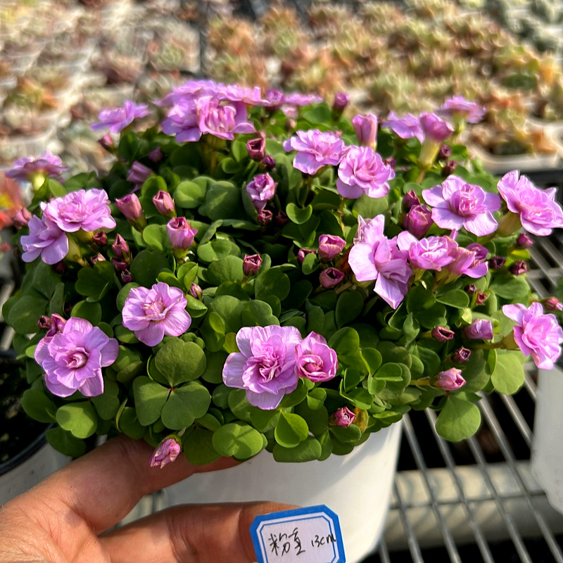 粉花重瓣酢浆草Oxalis nidulans 'Pompom'粉重紫重粉芙蓉球根植物 - 图1