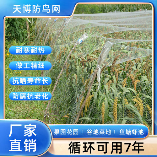 葡萄防鸟网果园樱桃大棚网眼尼龙钓鱼线防乌网果树棕丝用的网阳台 - 图0