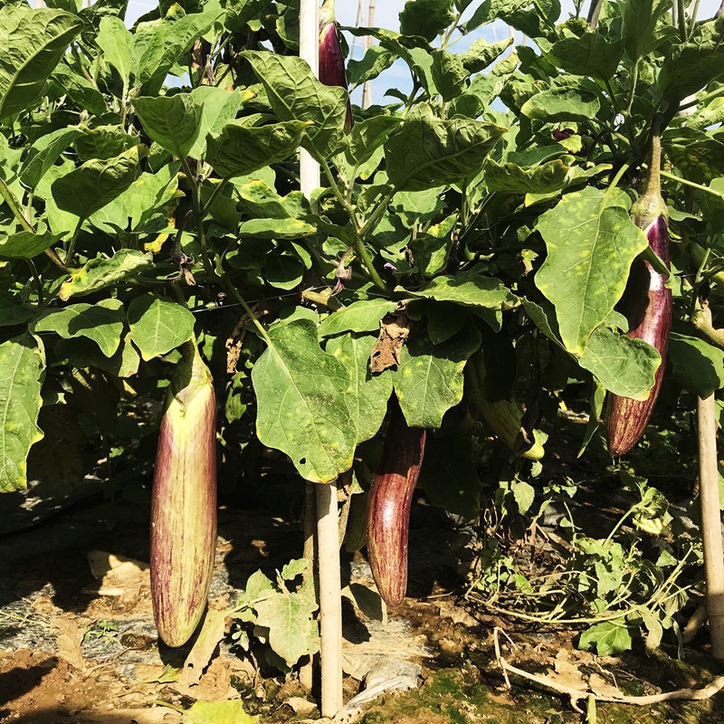 冰川茄子云南新鲜招积蔬名菜缅甸正宗脆皮糯花茄餐厅酒店食材包邮 - 图1