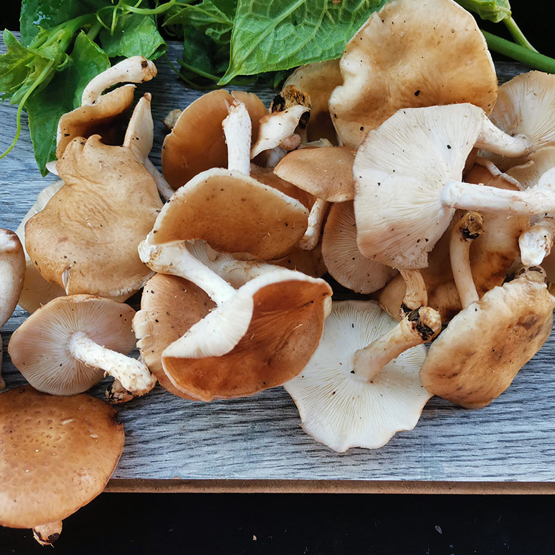 香信 云南野生香蕈 新鲜丑香菇 非人工香菇食用菌菇顺丰空运包邮 - 图2