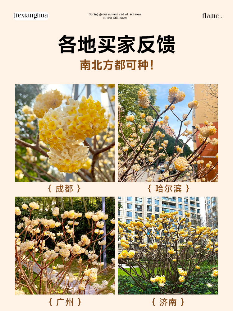 结香花树苗盆栽庭院风景别墅园林绿化耐寒植物四季梦花大苗木花卉-图3