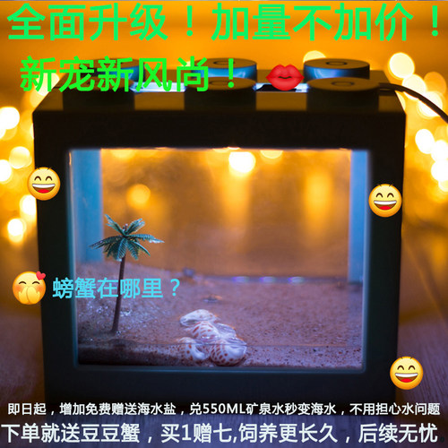 迷你豆豆蟹桌面可爱系小宠物不喂食生态系统缸造景儿童礼物大号 - 图1