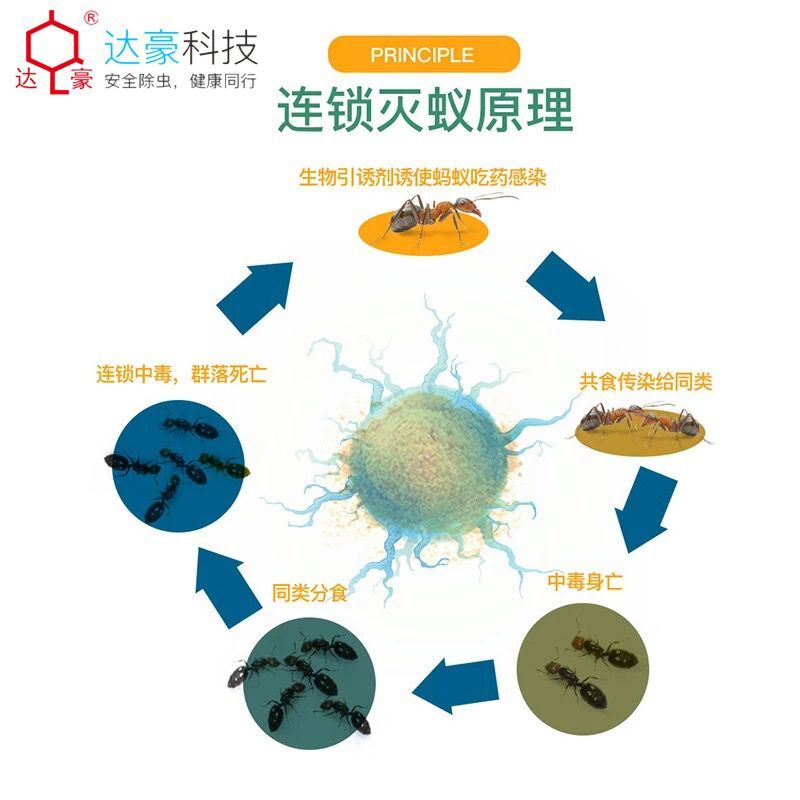 蚂蚁药全一窝端家用无厨房室内外毒杀除灭蚁清菜地灭除小红黑蚂蚁 - 图0