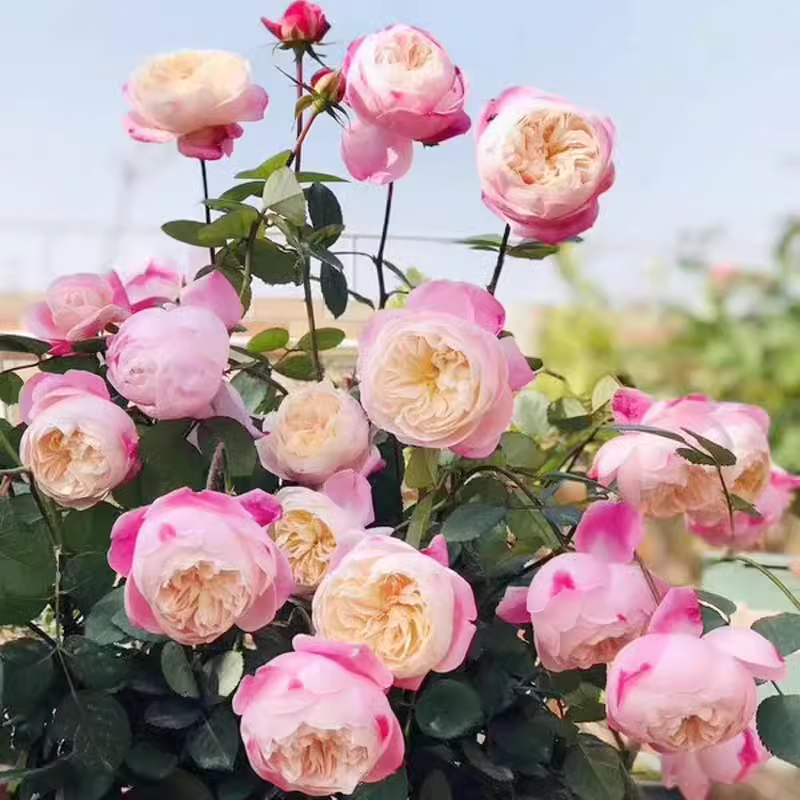 和室月季花苗浓香多季勤花卉包子颜色多变庭院植物阳台玫瑰花盆栽 - 图0