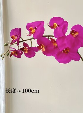 手感保湿仿真花蝴蝶兰假花摆件