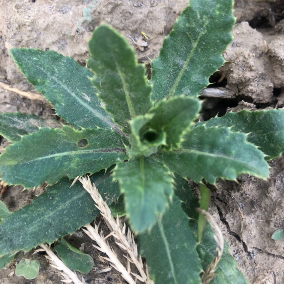 现货止鼻血草新鲜小蓟饮子农家小蓟刺菜刺角芽野生刺儿菜带根包邮