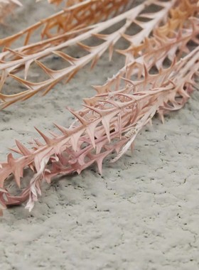 天然干花真花花束配草绿色家居装饰永生花进口羊齿叶3支/束装饰