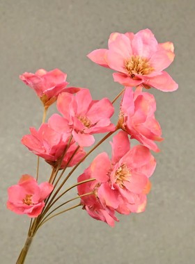 银莲花干花铃铛花天然干花家居软装插花永生花银铃花小众轻奢花材