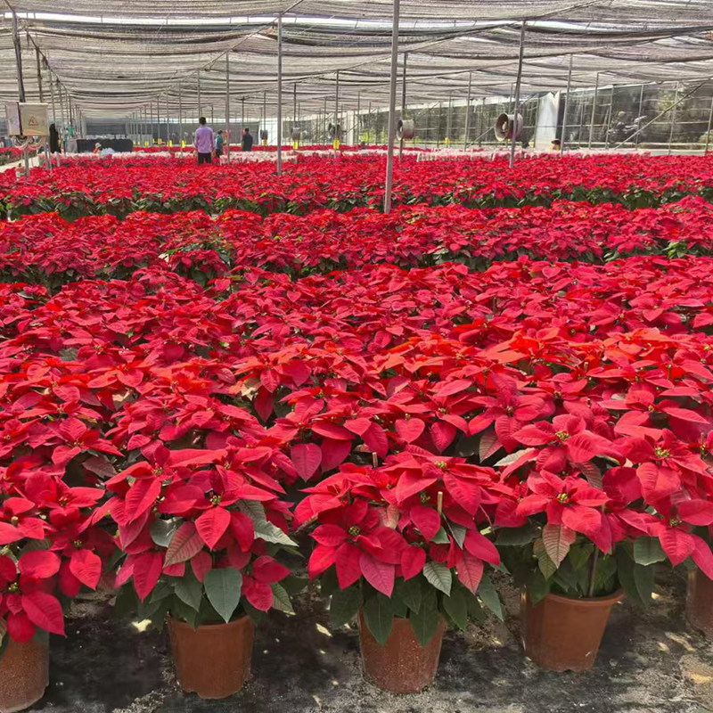 一品红盆栽鲜花圣诞花多年生长喜庆花卉年会庆祝植物客厅阳台室内,淘宝优惠券,粉丝福利购,淘宝优惠卷