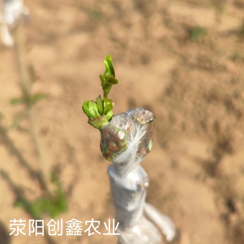 突尼斯慕乐软籽甜石榴嫁接枝条接穗扦插接穗码子荥阳河阴基地直发 - 图2