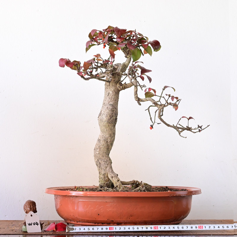 真弓卫矛造型盆景鬼箭羽老桩一物一拍,淘宝优惠券,粉丝福利购,淘宝优惠卷