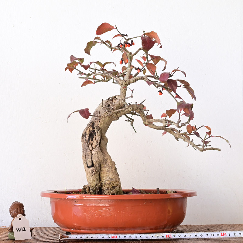 真弓卫矛造型盆景鬼箭羽老桩一物一拍,淘宝优惠券,粉丝福利购,淘宝优惠卷