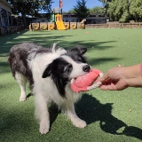 Sara Pet Tug -of -Tug игрушки, укуса, без ран, большие, средние дрессировки для собак Интерактивное вытягивающее кольцо