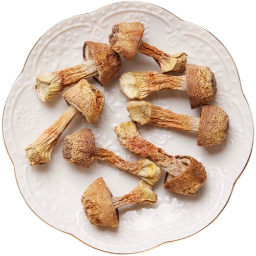 Yunnan specialty Agaricus dried goods grade official flagship store chicken Matsutake Matsutake Matsutake Matsutake Matsutake Matsutake Matsutake Matsutake Matsutake Matsutake Matsutake Matsutake Matsutake Matsutake Matsutake Matsutake Matsutake Matsutake Matsutake Matsutake Matsutake Matsutake Matsutake Matsutake Matsutake Mushroom