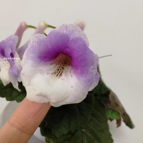 苦苣苔迷你套筒迷套晨曦灰姑娘黛玉蓝风铃多年生球根植物 - 图2