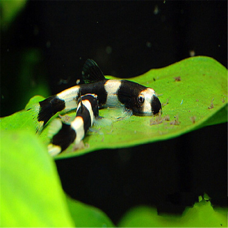 熊猫鳅 黑白鳅 草缸 清道夫 鱼 活体垃圾鱼 胡子