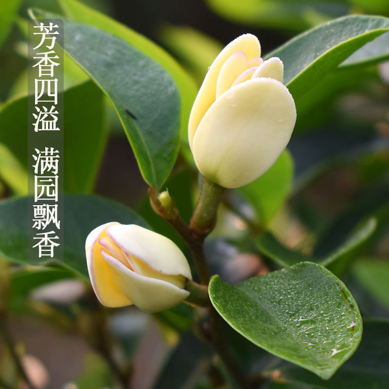 带花苞含笑花树苗含笑花盆栽庭院别墅老桩盆栽香水浓香型门前花