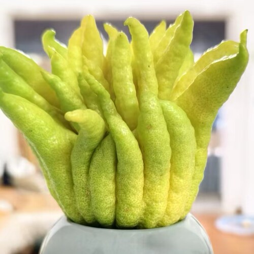 新鲜采摘佛手柑饱满闻香观赏带枝水养绿植天然香薰广佛超大果清供 - 图1
