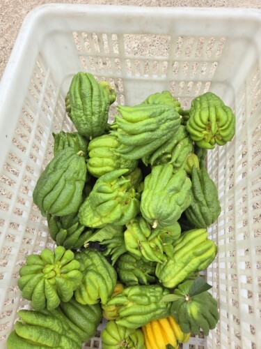 26年新鲜头采摘佛手柑天然香薰闻香清供可水培把玩室内绿植川佛手 - 图1