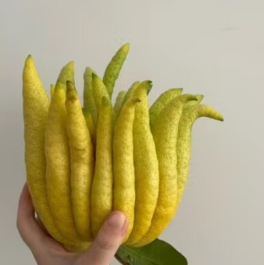 新鲜采摘佛手柑饱满闻香观赏带枝水养绿植天然香薰广佛超大果清供 - 图0