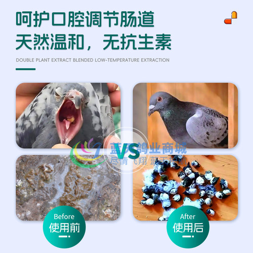 信鸽观赏鸽口腔黄白点粪便稀水毛滴球二合一格莱德非鸽药嘀球特号 - 图1